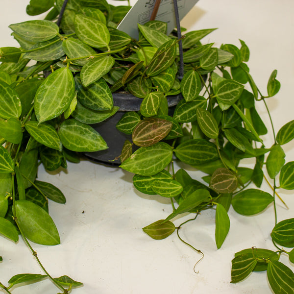 Dischidia MIX 14cm H40cm