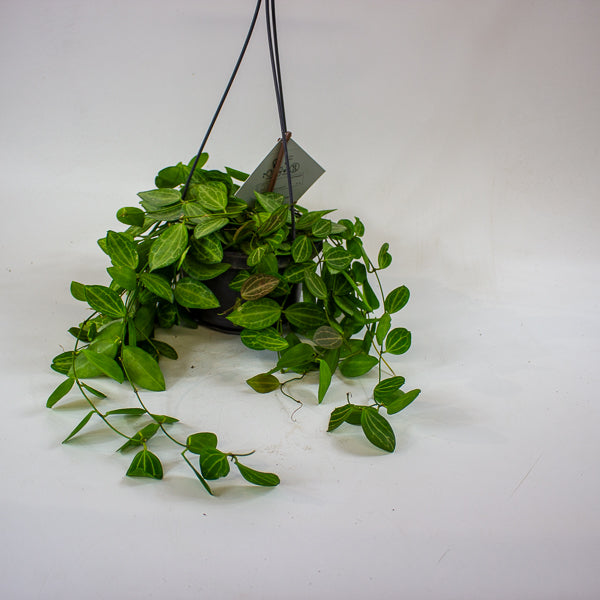 Dischidia MIX 14cm H40cm