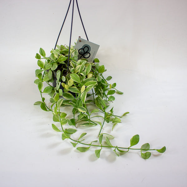 Dischidia MIX 14cm H40cm