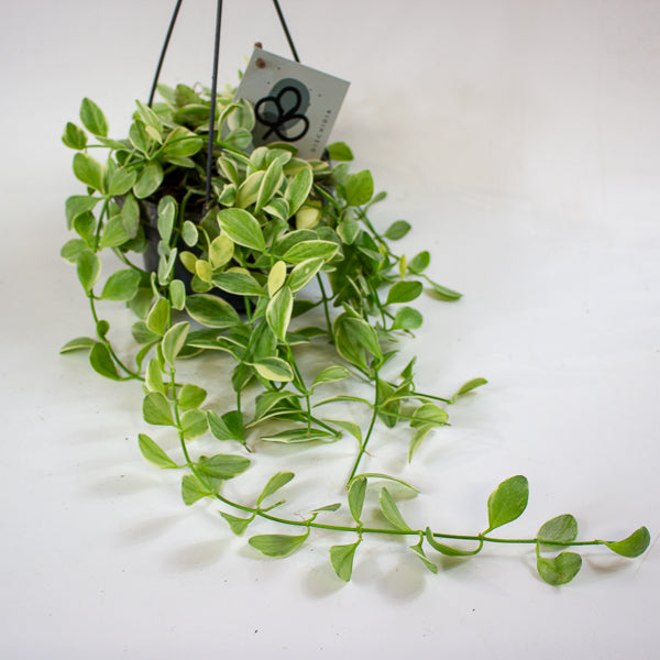 Dischidia MIX 14cm H40cm