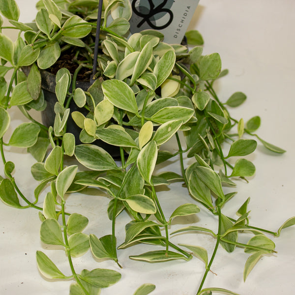 Dischidia MIX 14cm H40cm