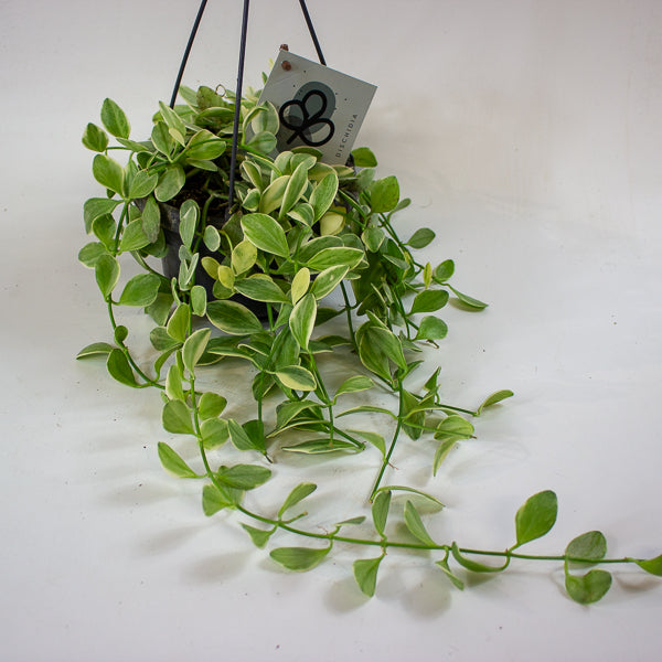 Dischidia MIX 14cm H40cm