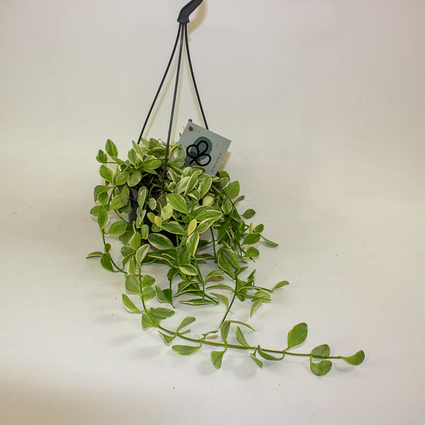 Dischidia MIX 14cm H40cm