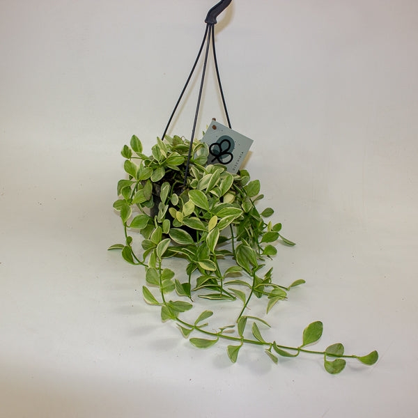 Dischidia MIX 14cm H40cm