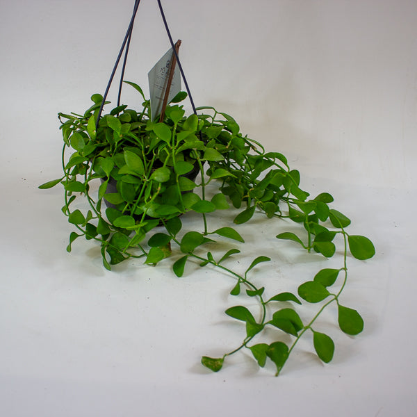 Dischidia MIX 14cm H40cm