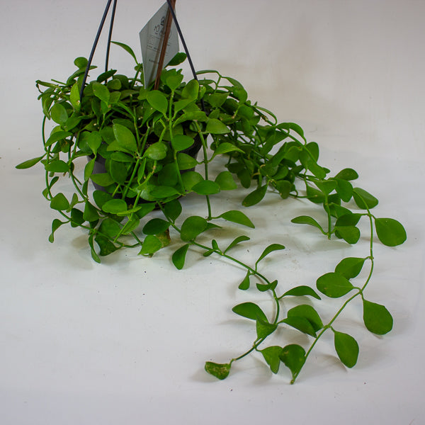 Dischidia MIX 14cm H40cm