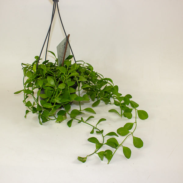 Dischidia MIX 14cm H40cm