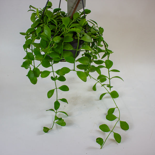 Dischidia MIX 14cm H40cm