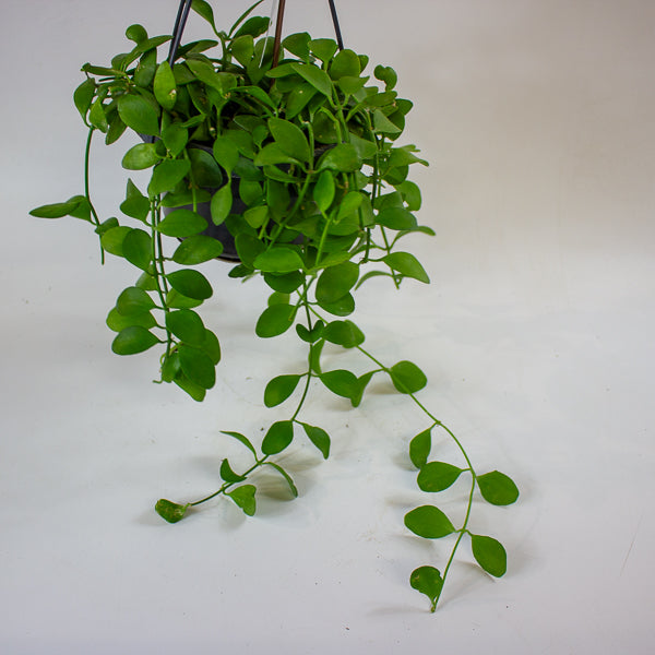 Dischidia MIX 14cm H40cm