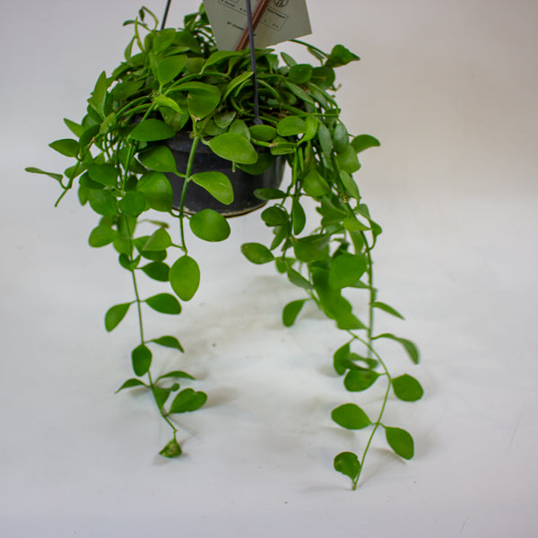 Dischidia MIX 14cm H40cm