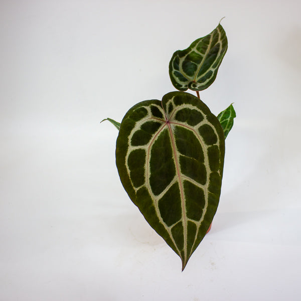 Anthurium 'Docblock Michelle'