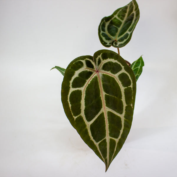 Anthurium 'Docblock Michelle'