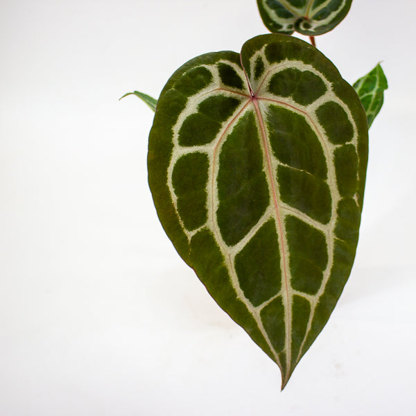 Anthurium 'Docblock Michelle'