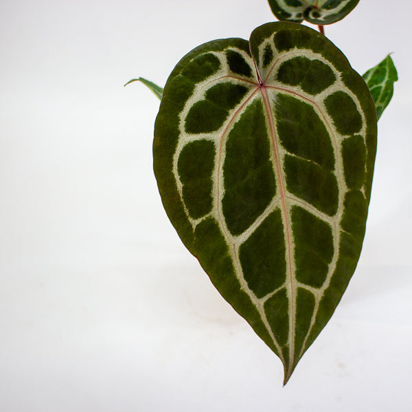 Anthurium 'Docblock Michelle'