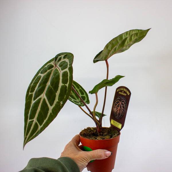 Anthurium 'Docblock Michelle'