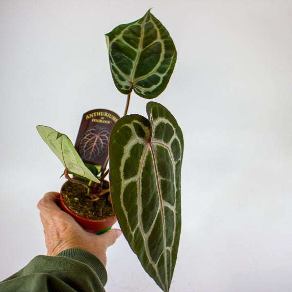 Anthurium 'Docblock Michelle'