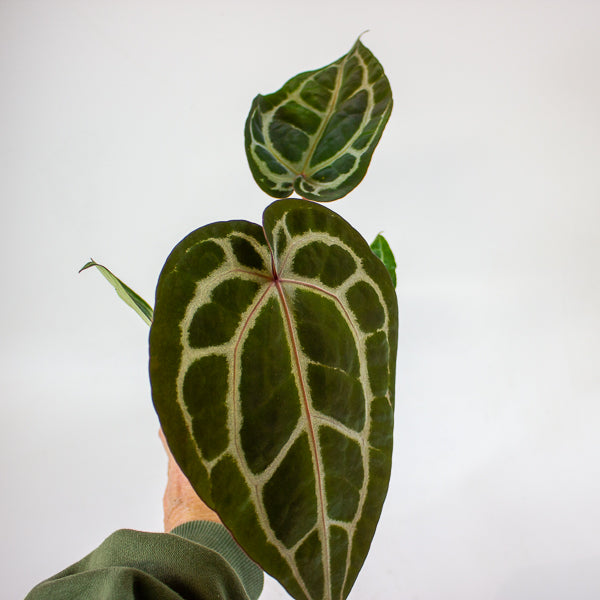 Anthurium 'Docblock Michelle'