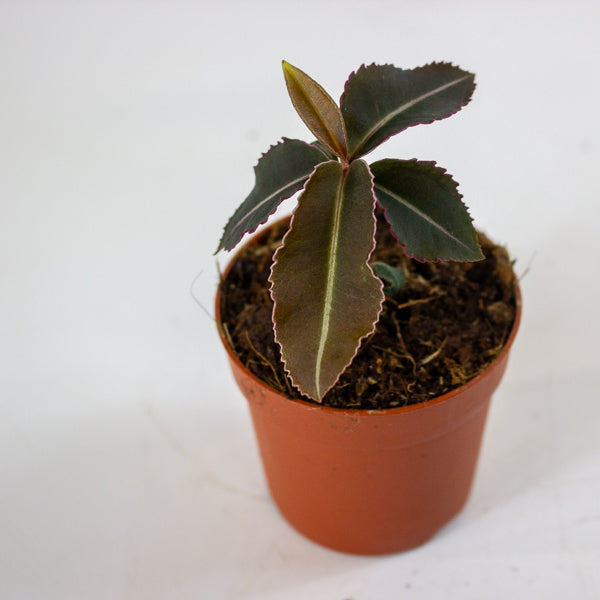 Labisia pumila 5cm H10cm