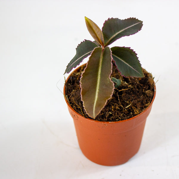 Labisia pumila 5cm H10cm