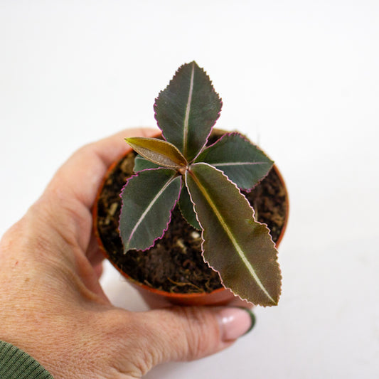 Labisia pumila 5cm H10cm