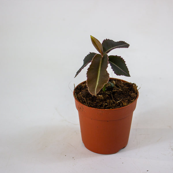 Labisia pumila 5cm H10cm