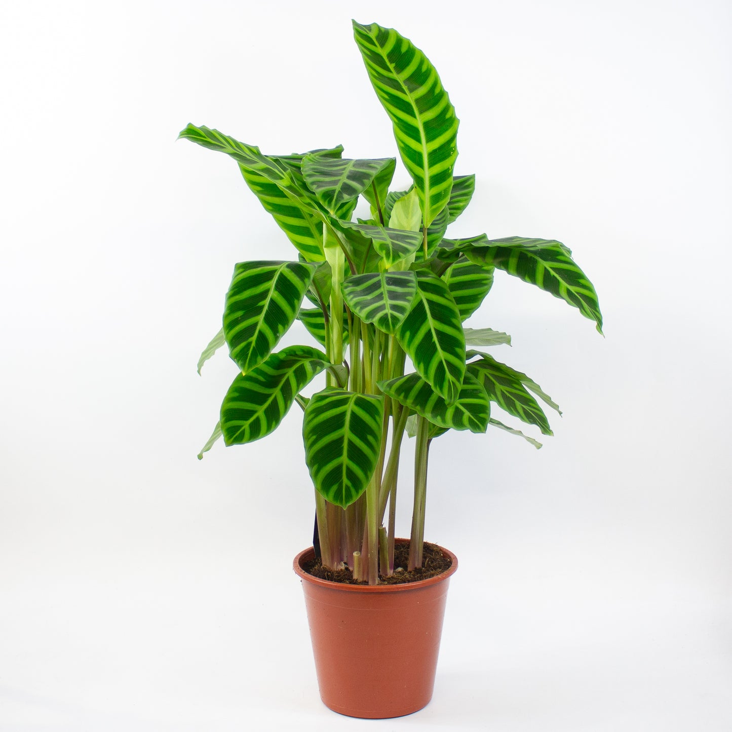 Calathea Zebrina 19cm H80cm