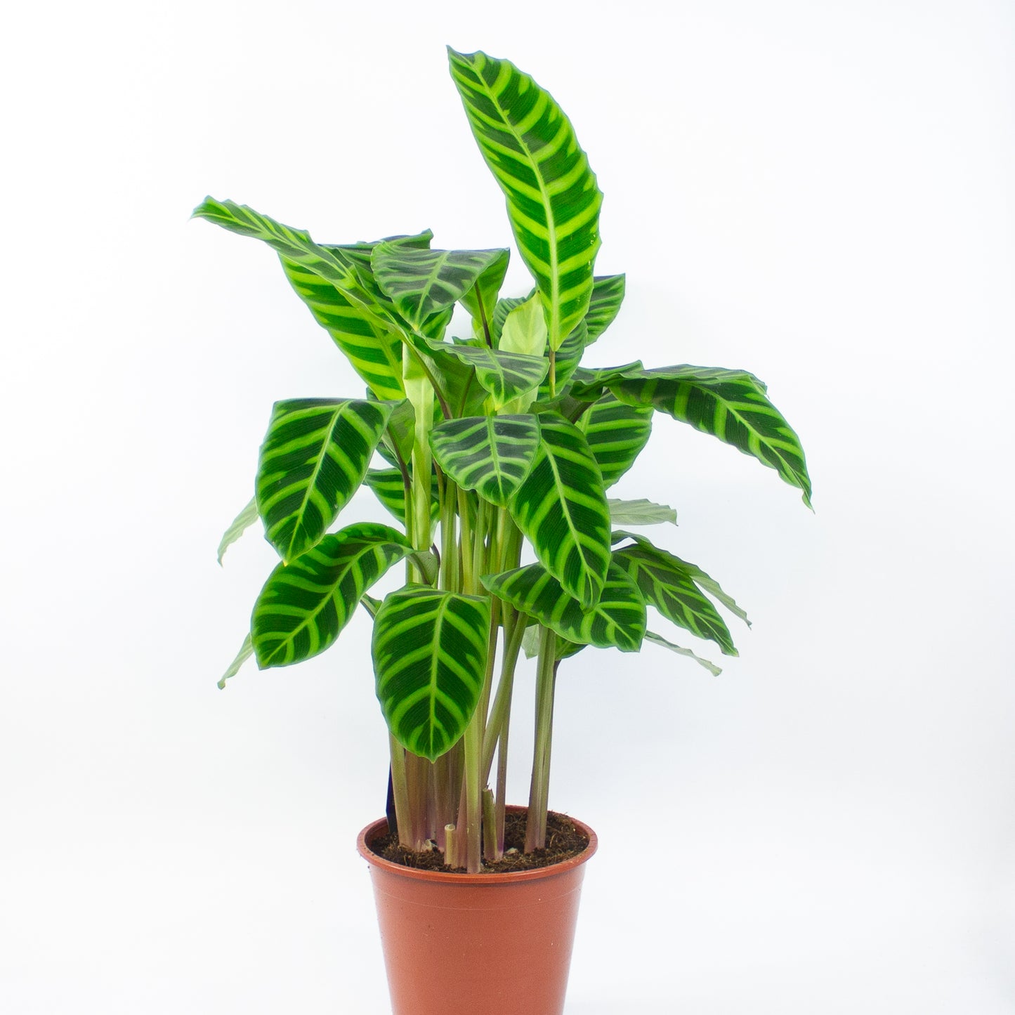Calathea Zebrina 19cm H80cm