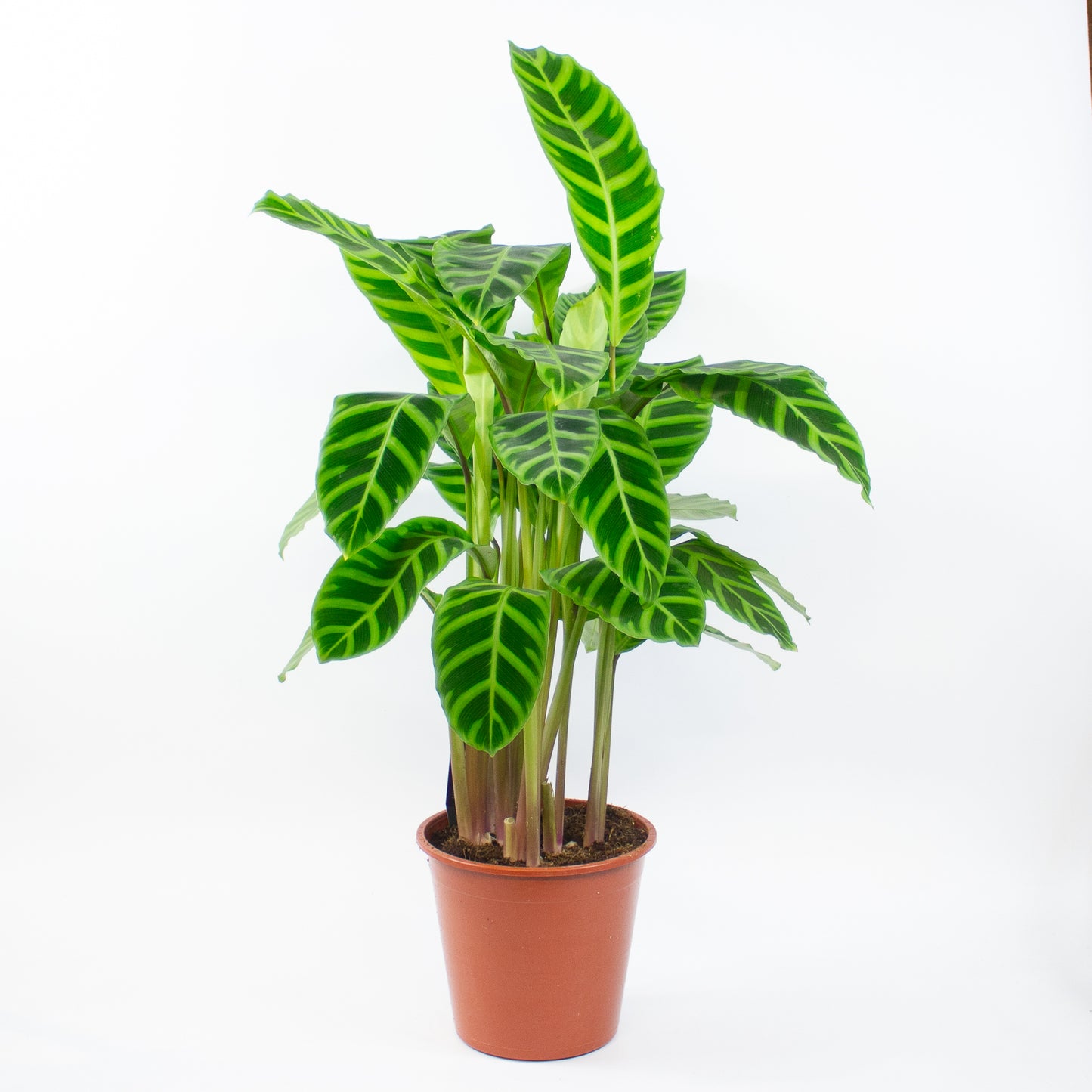 Calathea Zebrina 19cm H80cm