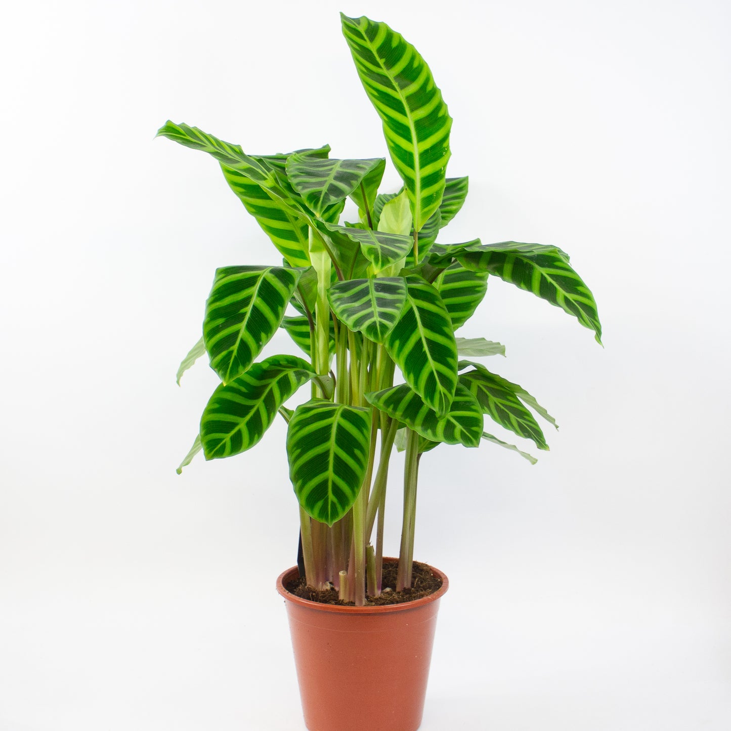 Calathea Zebrina 19cm H80cm