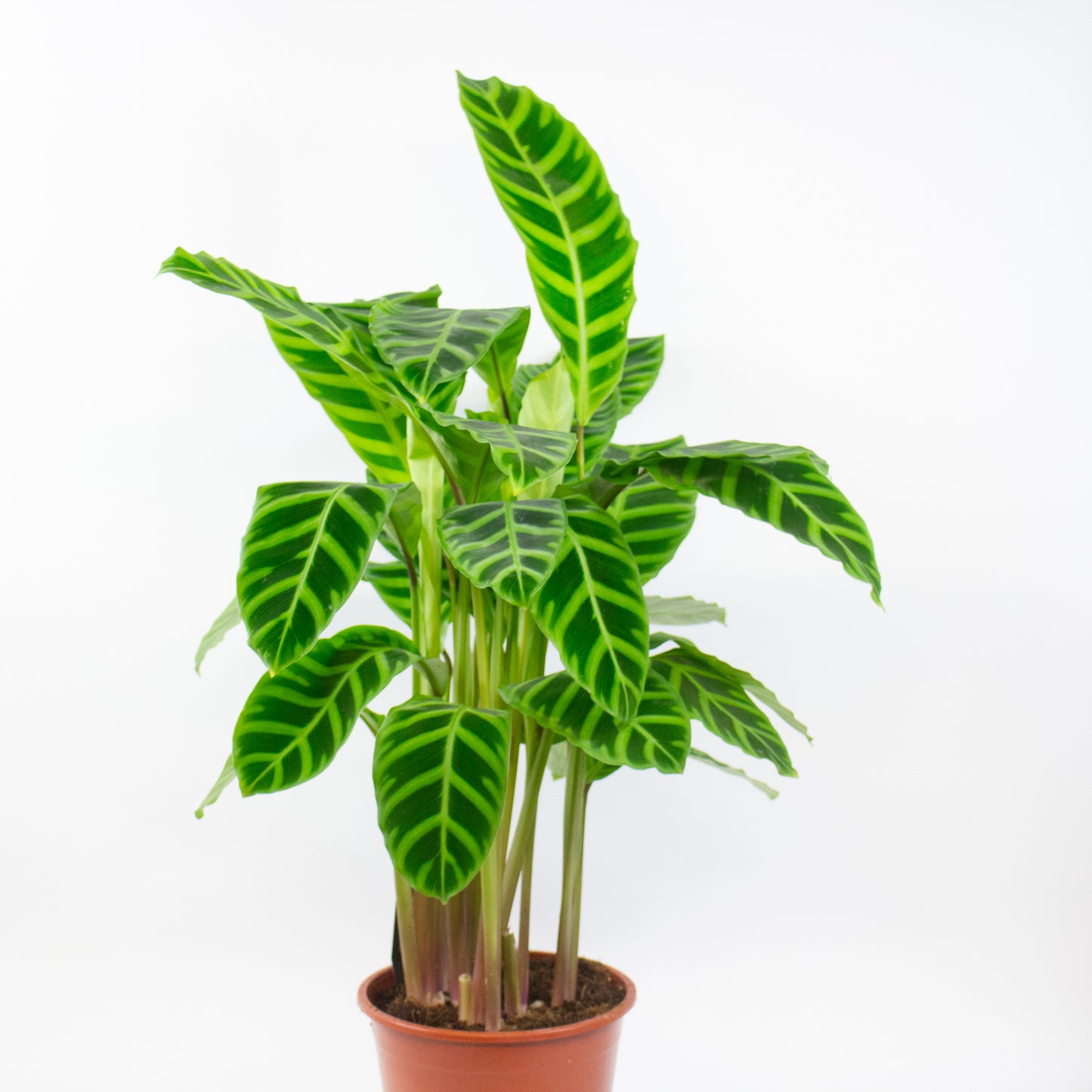 Calathea Zebrina 19cm H80cm