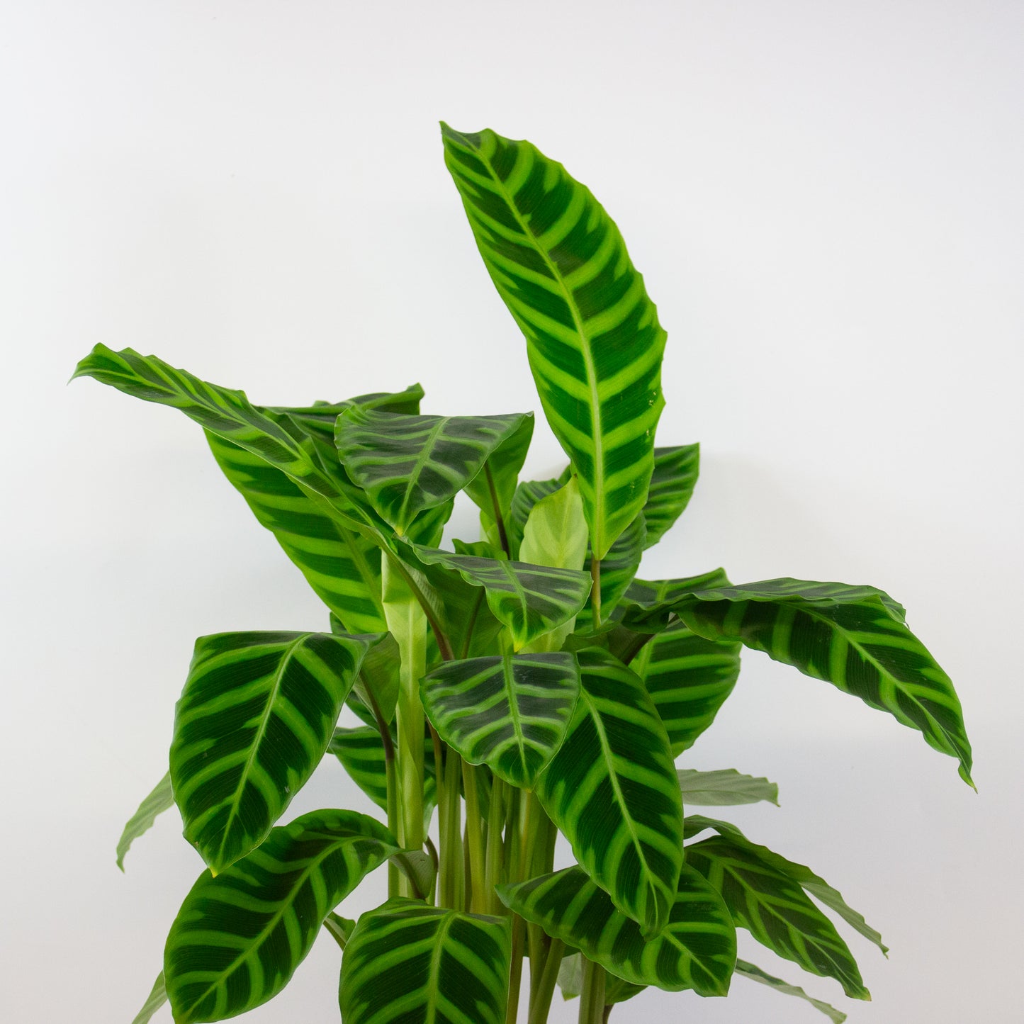 Calathea Zebrina 19cm H80cm