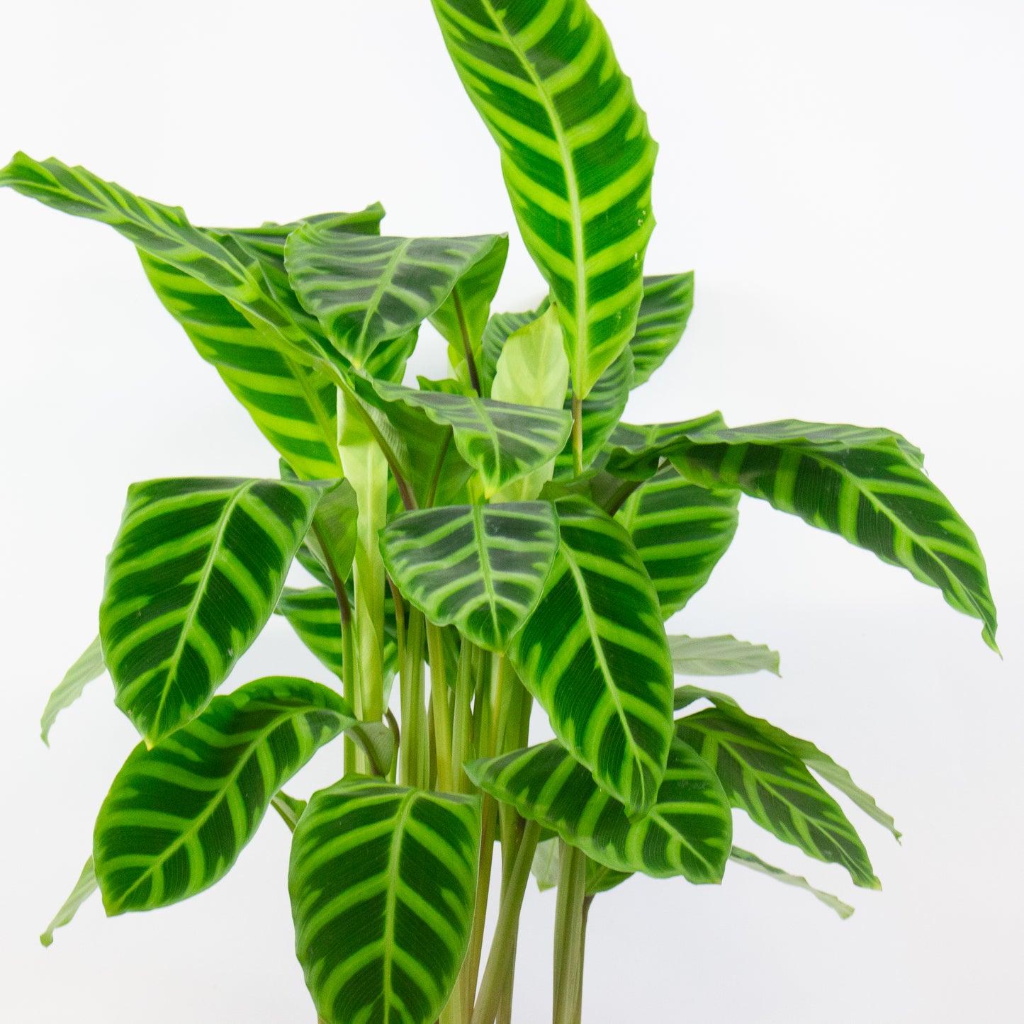 Calathea Zebrina 19cm H80cm