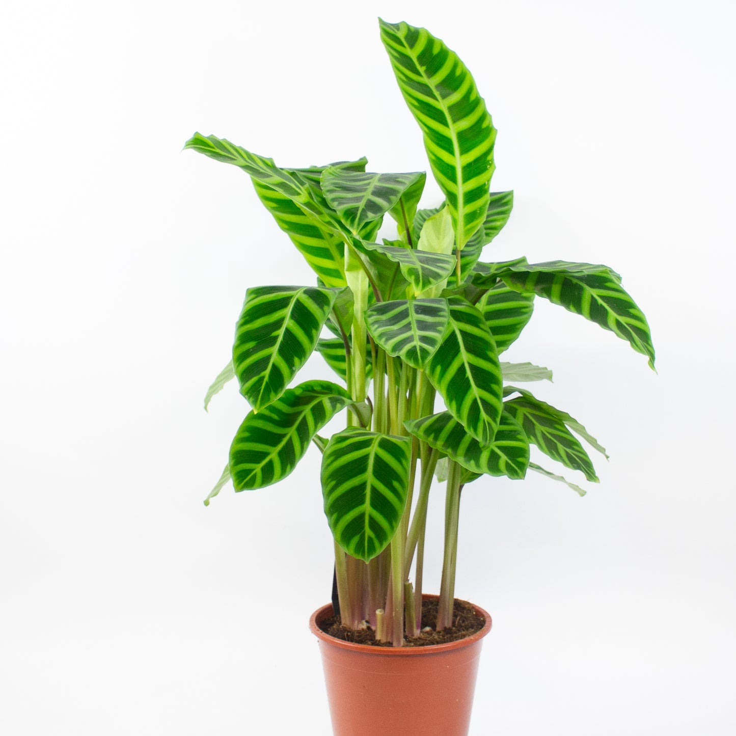 Calathea Zebrina 19cm H80cm