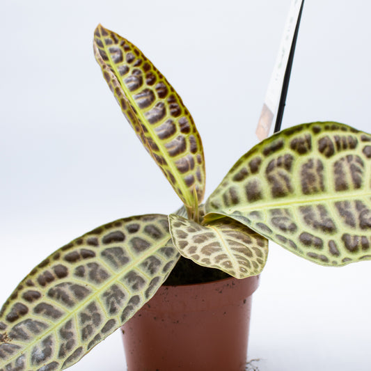 Labisia 'Turtle Back'