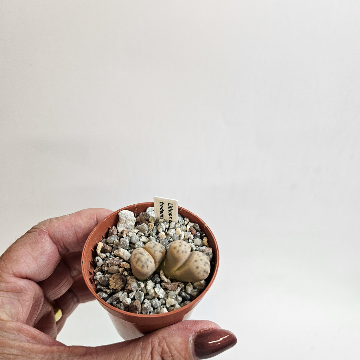 Lithops dinteri subsp. fredericii C180