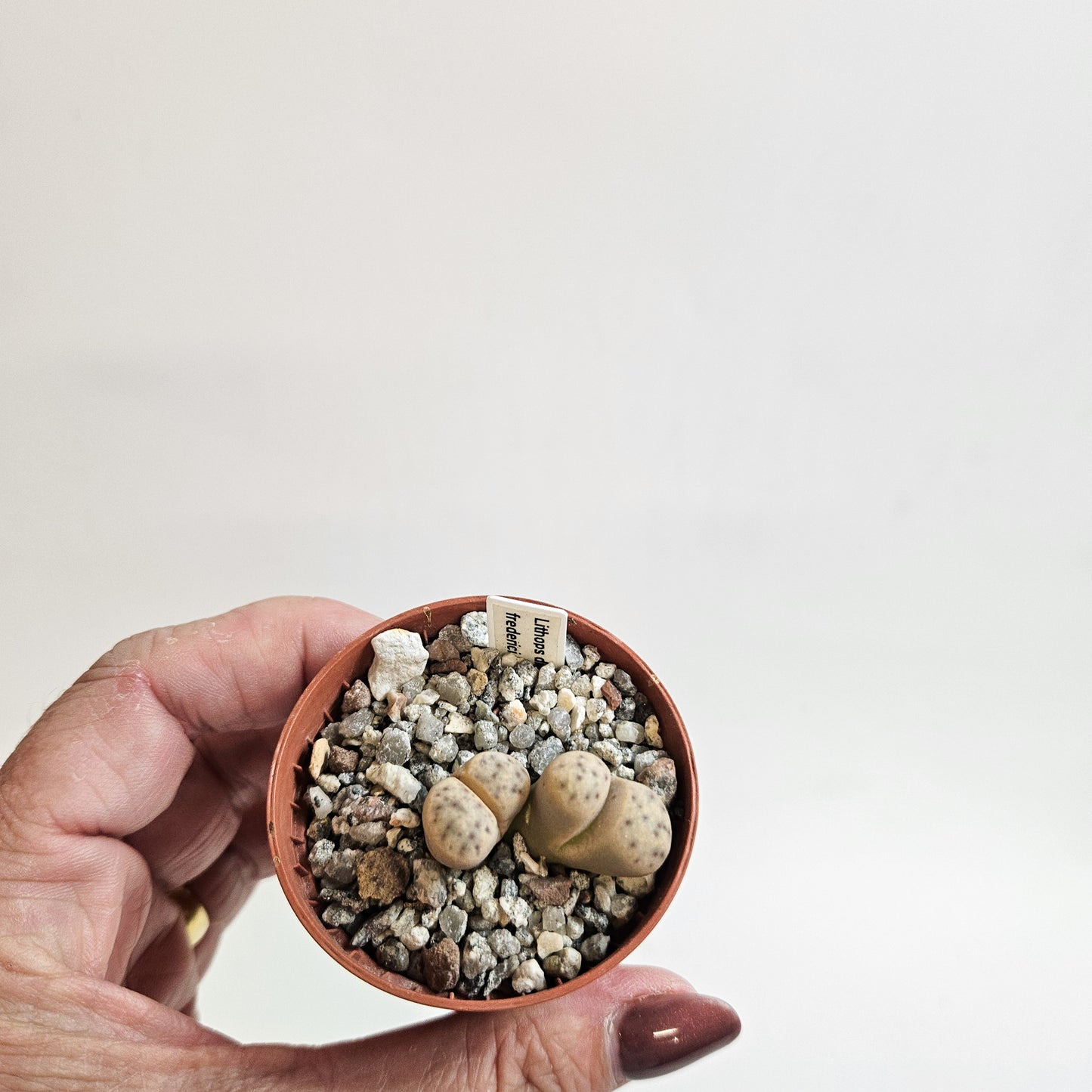 Lithops dinteri subsp. fredericii C180