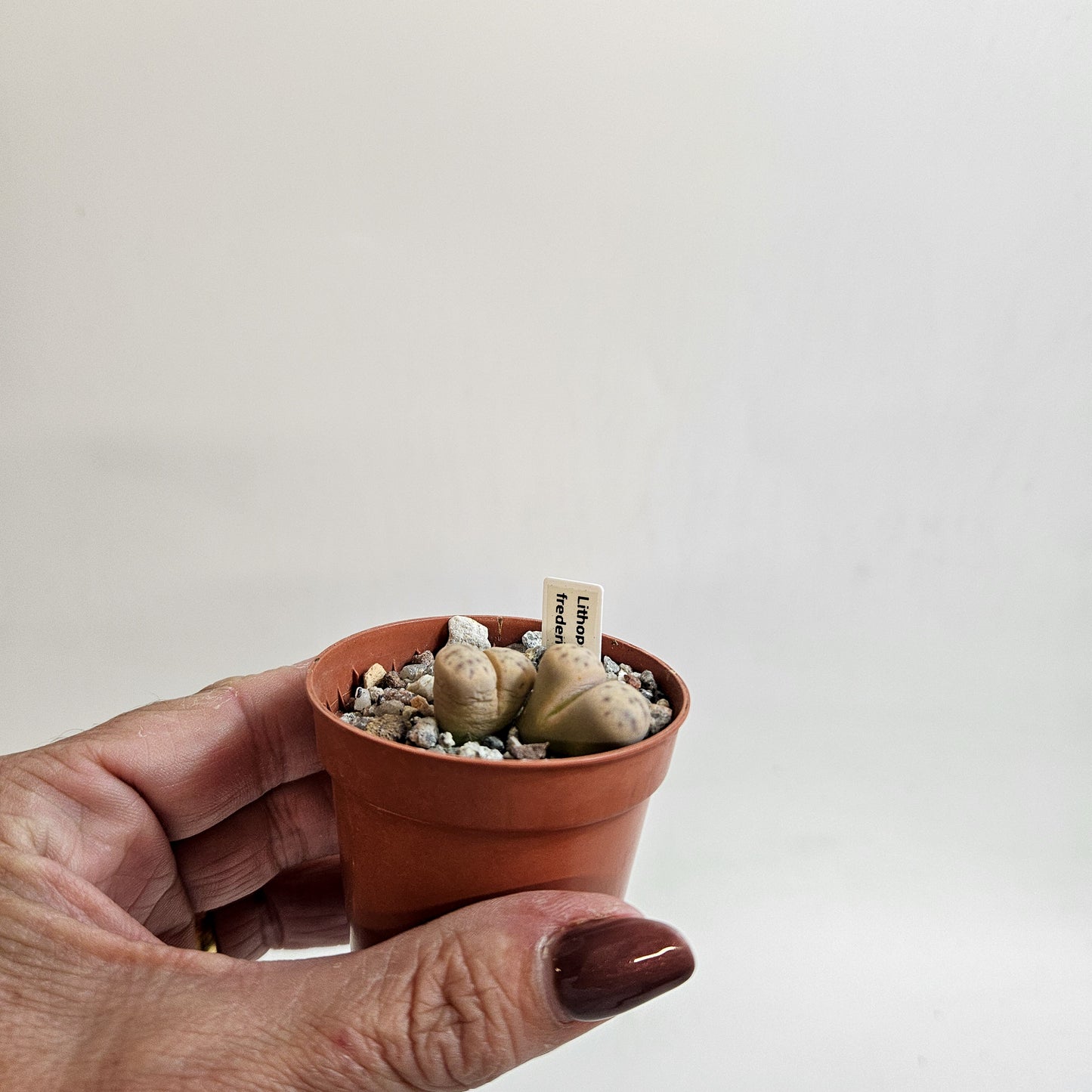 Lithops dinteri subsp. fredericii C180