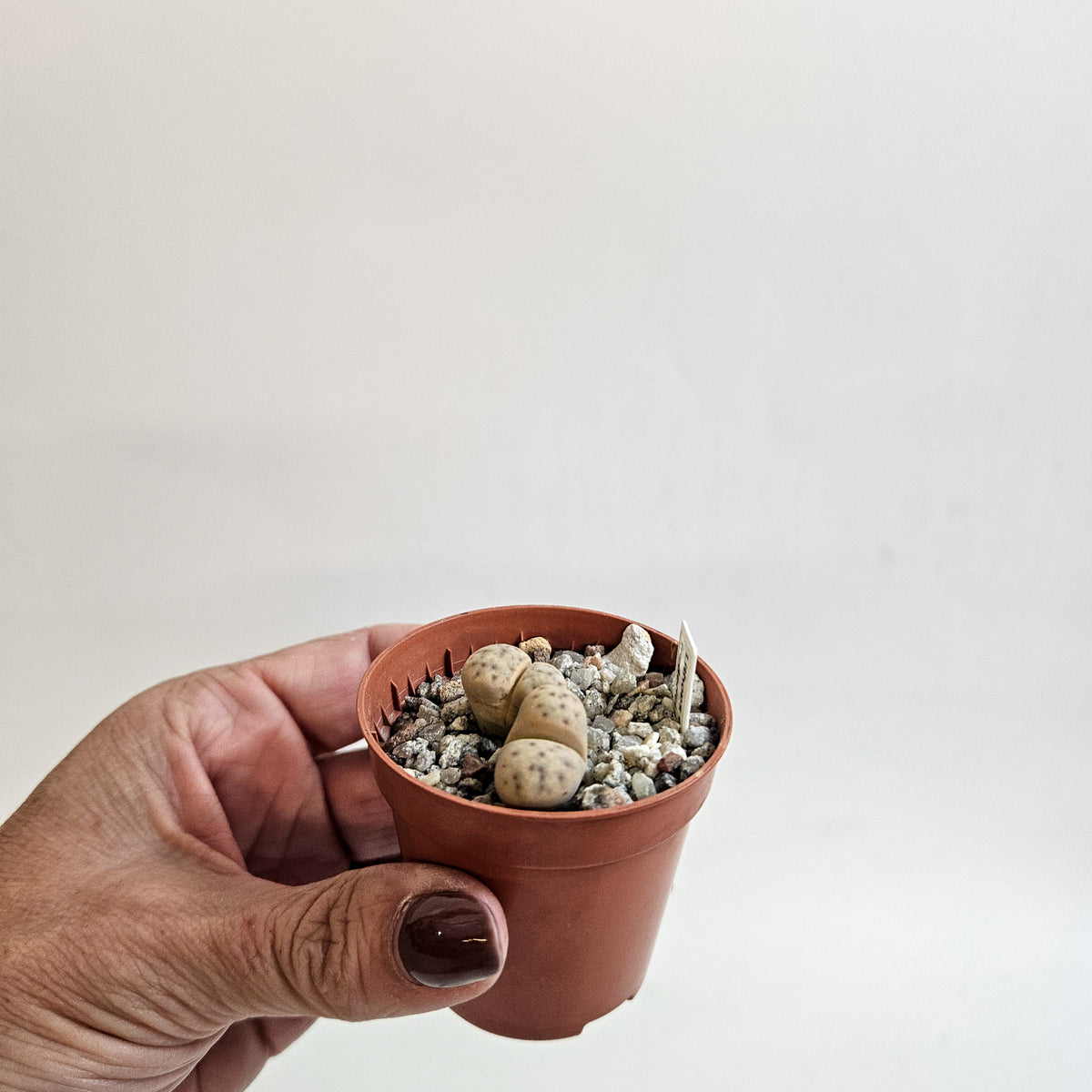 Lithops dinteri subsp. fredericii C180