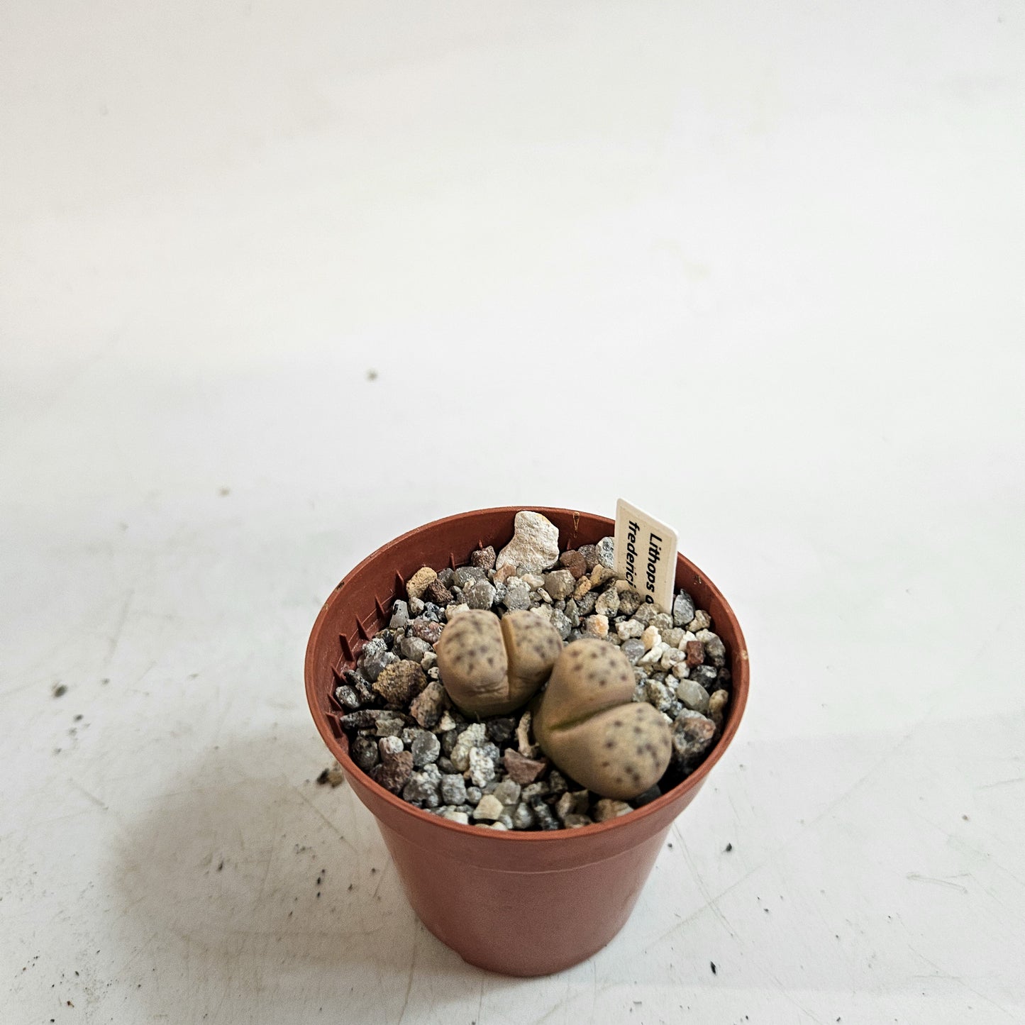 Lithops dinteri subsp. fredericii C180