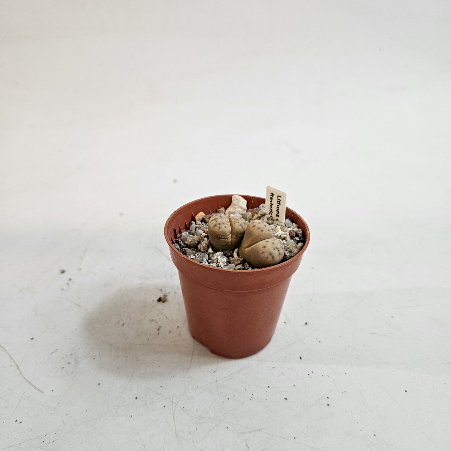 Lithops villetii subsp. Deboeri