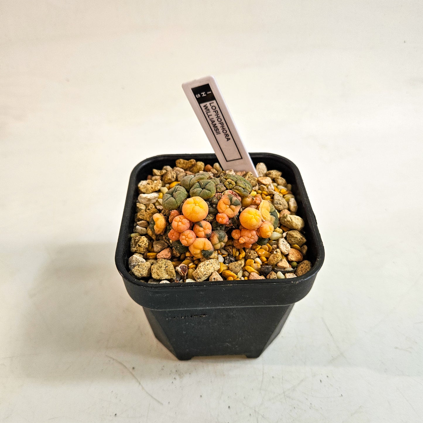 Lophophora williamsii var. caespitosa f. variegata