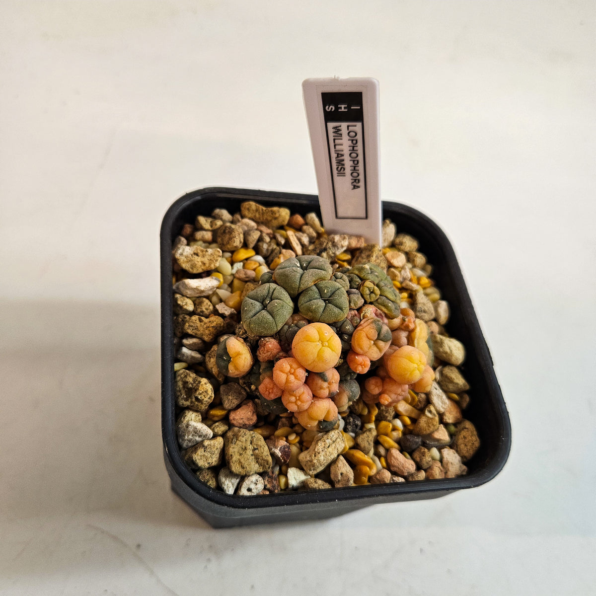 Lophophora williamsii var. caespitosa f. variegata