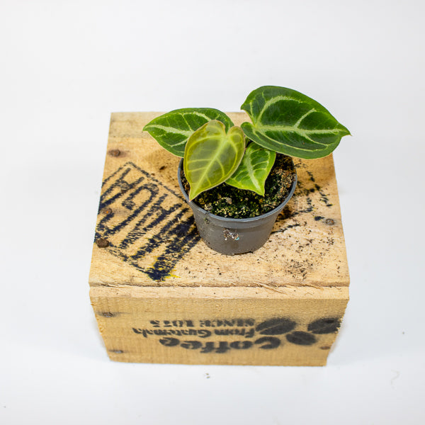 Anthurium crystallinum 'Dorayaki'