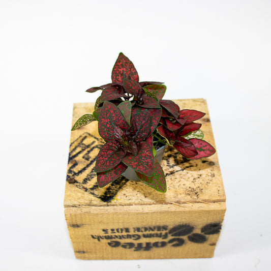 Hypoestes phyllostachya Pronto Red 6cm H10cm