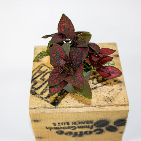 Hypoestes phyllostachya Pronto Red 6cm H10cm