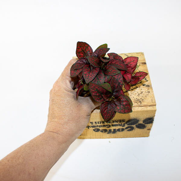 Hypoestes phyllostachya Pronto Red 6cm H10cm