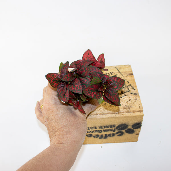 Hypoestes phyllostachya Pronto Red 6cm H10cm