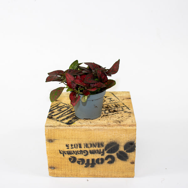 Hypoestes phyllostachya Pronto Red 6cm H10cm