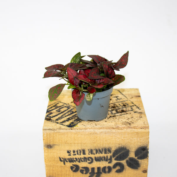 Hypoestes phyllostachya Pronto Red 6cm H10cm