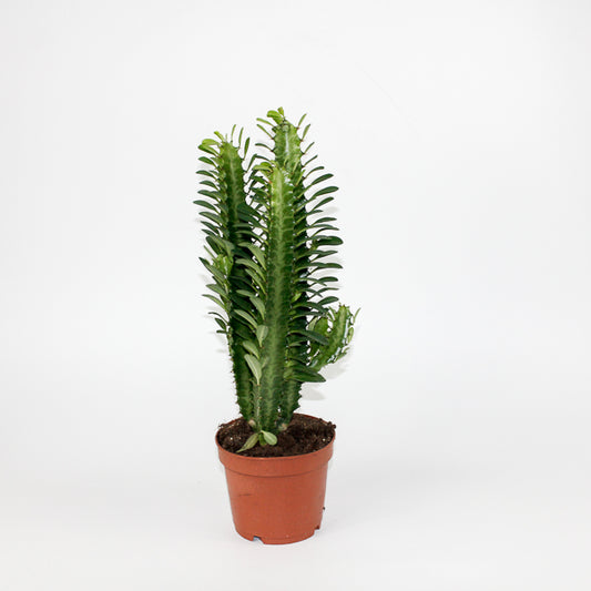 Euphorbia Trigona Green